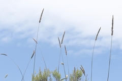 Leymus × multiflorus