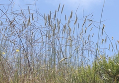 Leymus × multiflorus