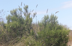 Leymus × multiflorus