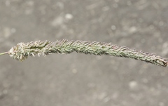 Leymus × multiflorus