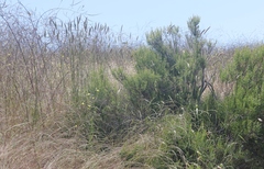 Leymus × multiflorus