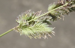 Leymus × multiflorus