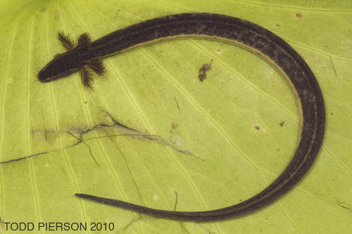 Southern Dwarf Siren