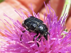 Trichiotinus texanus