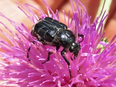 Trichiotinus texanus