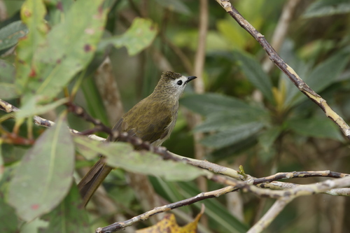 Pale-faced Bulbul (Pycnonotus leucops), photo 4