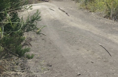 Leymus × multiflorus