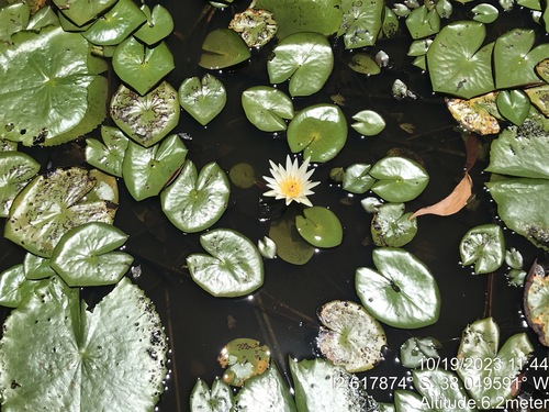 Image of Nymphaea amazonum by (c) vitordematos12, some rights reserved (CC BY-SA)