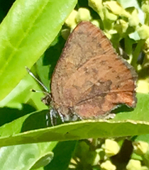 Callophrys augustinus iroides