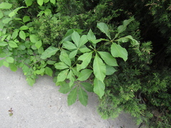 Aesculus × hybrida, photograph (c) Oleksandr Shynder, some rights reserved (CC BY)