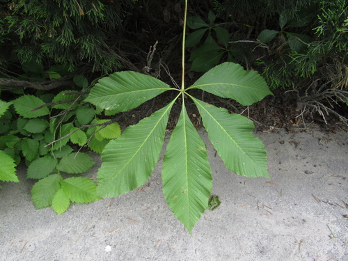 Aesculus × hybrida, photograph 1