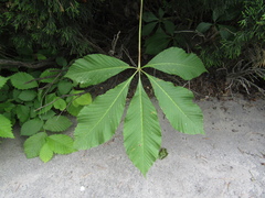 Aesculus × hybrida, photograph (c) Oleksandr Shynder, some rights reserved (CC BY)