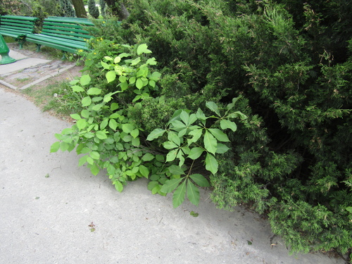 Aesculus hybrida