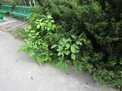 Aesculus × hybrida