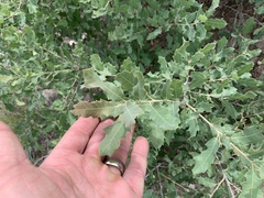 Quercus × undulata