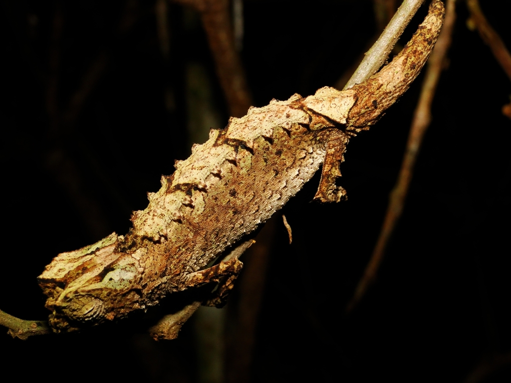 Antakarana Leaf Chameleon
