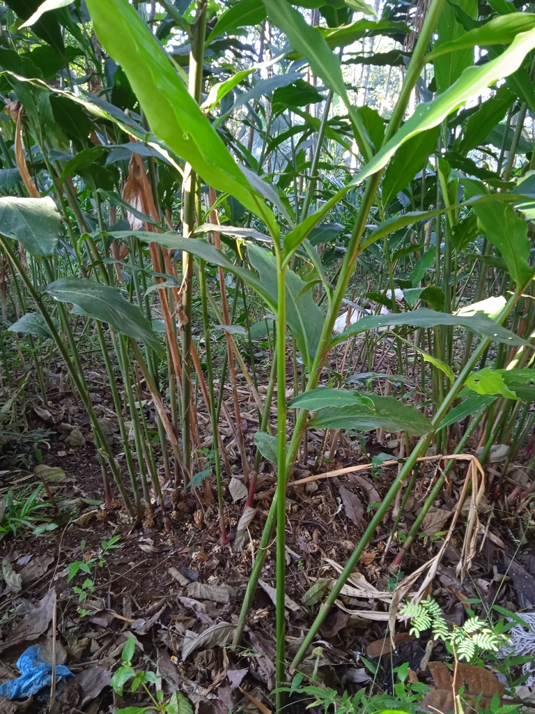 kapulaga (Wurfbainia compacta)