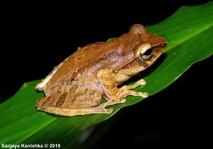 Pseudophilautus
