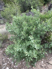 Quercus × undulata