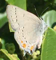 Satyrium californica