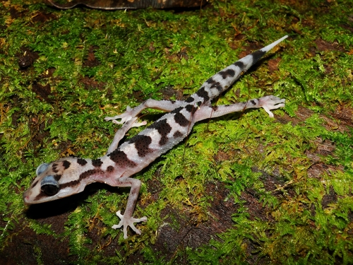 Graceful Madagascar Ground Gecko
