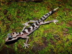 Graceful Madagascar Ground Gecko photo 3
