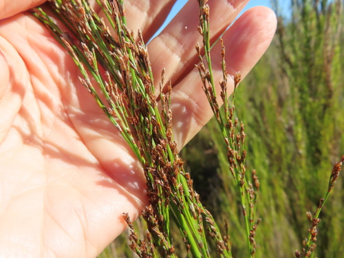 Image of Restio paniculatus by (c) linkie, some rights reserved (CC BY)