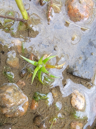 Image of Eriocaulon parkeri by (c) simonpesant, some rights reserved (CC BY)
