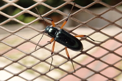 Strongylium erythrocephalum