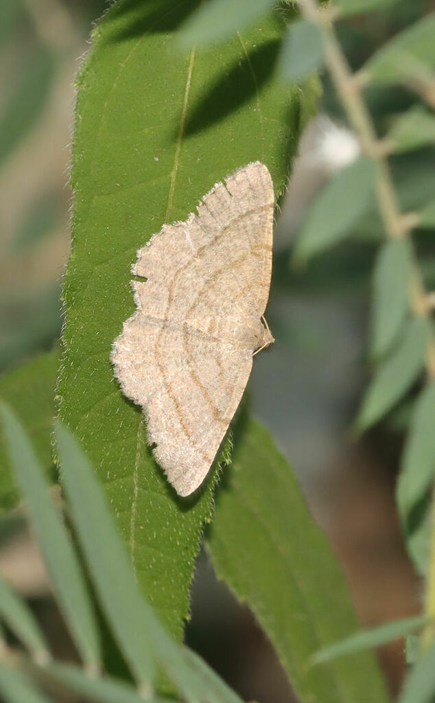 Digrammia equivocata