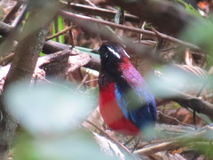 Erythropitta ussheri