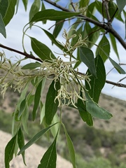 Fraxinus cuspidata