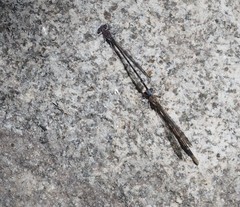 Argia munda