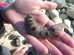 Holothuria impatiens