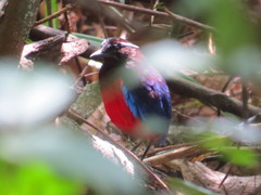 Erythropitta ussheri