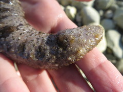 Holothuria impatiens