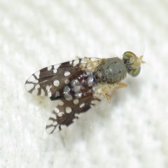 Euaresta bellula