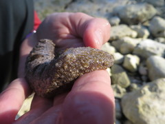 Holothuria impatiens