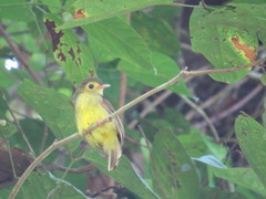 Tricholestes criniger