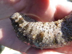 Holothuria impatiens