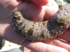 Holothuria impatiens