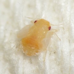 Neophyllura
