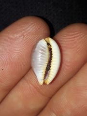 Staphylaea staphylaea