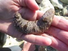 Holothuria impatiens