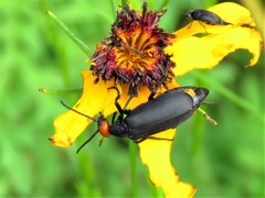 Epicauta atrata