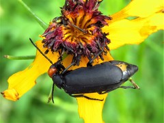 Epicauta atrata