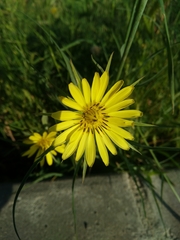 Asteraceae