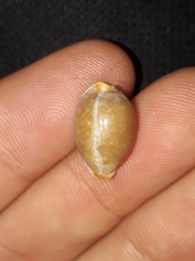 Staphylaea staphylaea