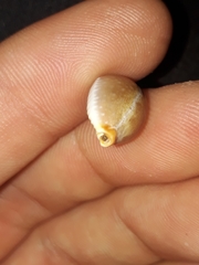 Staphylaea staphylaea