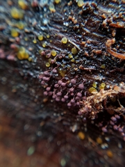Cribraria cancellata